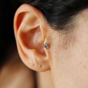 Lotus Tragus